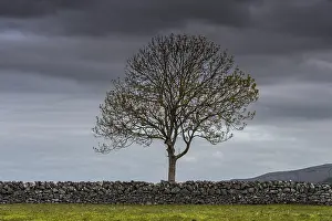 Cloudy Atmosphere Pictures Stampe: Single tree with a stone wall and a dramatic sky