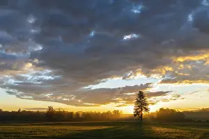 Wetland Biotope Images Stampe: Single tree in front of a sunset in a field