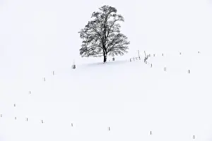 Bavaria Winter Scenery Stampe: Single tree in winter landscape