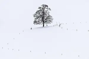 Southern Germany Winter Scene Stampe: Single tree in winter landscape