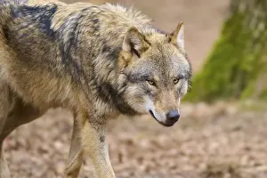 Canis Lupus Habitat Stampe: A single wolf moves in the forest