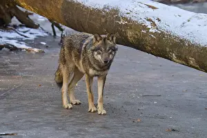 Gray Wolf In Winter Stampe: A single wolf standing next to a fallen tree trunk on a patch of ice