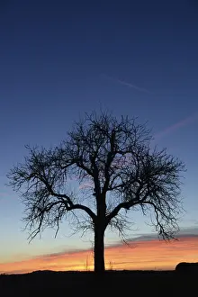 Agricultural Landscapes Stampe: Sky, cloud, evening, clouds, tree