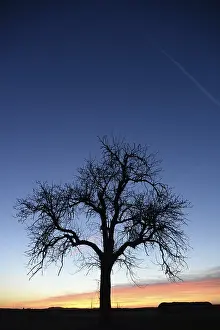 Evening Light Atmosphere Stampe: Sky, cloud, evening, clouds, tree
