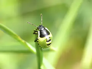Animal Representation Art Stampe: Small bug