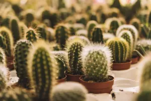 Cactus Family Plants Stampe: Many small cactus