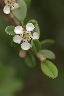 Stampe di Cotinga con foglie piccole (Cotoneaster microphyllus), fiore, pianta ornamentale, nativa dell'Asia Cotingas Stampe: Cotinga a foglie piccole (Cotoneaster microphyllus)