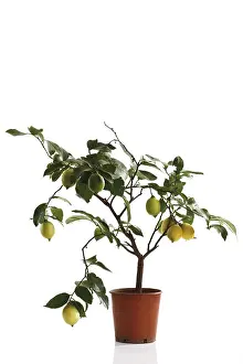 Citrus Fruits Still Life Stampe: Small lemon tree