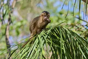 Capuchin Monkey Stampe: Small monkey sitting on a branch