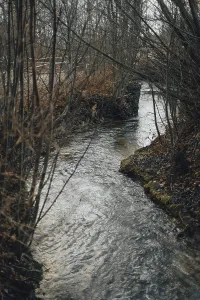European River Landscape Stampe: A small stream flows between bare trees