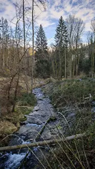 Bare Trees Germany Stampe: A small stream flows through the wintry forest