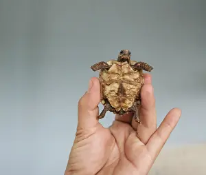 Immagini Correlate Stampe: Piccolo - minuscolo - inerme - intrappolato.