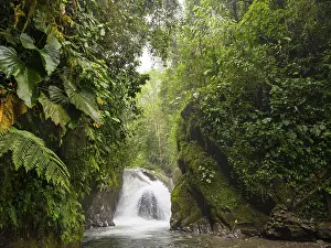 Waterfall In The Woods Stampe: Small waterfall in the cloud forest