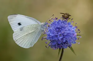 Stampe di Cavolo bianco piccolo, cavolo bianco, Pieris Rapae, cavolo bianco piccolo, farfalla, insetti, farfalla, farfalle, farfalle albine Bianco Piccolo Stampe: Cavolfiore bianco piccolo, cavolfiore bianco.
