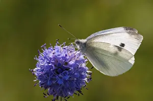 Stampe di Cavolo bianco piccolo, cavolo bianco, Pieris Rapae, cavolo bianco piccolo, farfalla, insetti, farfalla, farfalle ,farfalle albi Bianco Piccolo Stampe: Cavolo bianco piccolo, cavolo bianco.