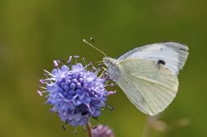 Stampe di Cavolo bianco piccolo, cavolo bianco, Pieris Rapae, cavolo bianco piccolo, farfalla, insetti, farfalla, farfalle ,farfalle ,bianchi Bianco Piccolo Stampe: Cavolo bianco piccolo, cavolo bianco.