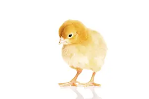 Young Bird Photography Stampe: Small yellow Easter chick. Isolated on white