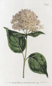 Hydrangeaceae Inflorescence Stampe: Smooth Hydrangea or (Hydrangea arborescens)