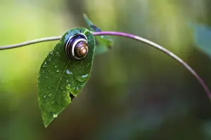 Leaf Detail View Stampe: Snail on leaf
