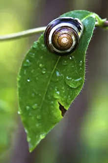 Leaf Detail View Stampe: Snail on leaf