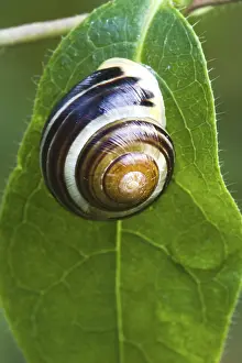 Leaf Detail View Stampe: Snail on leaf