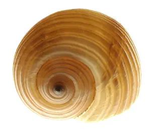 Conchiglia Stampe: Snail-shell