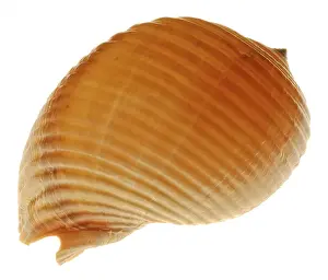 Conchiglia Stampe: Snail-shell