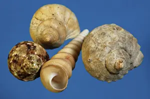 Immagini Correlate Stampe: Conchiglia di lumaca.