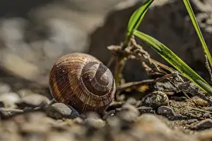 Lower Bavaria Wildlife Stampe: A snail shell is lying on the ground