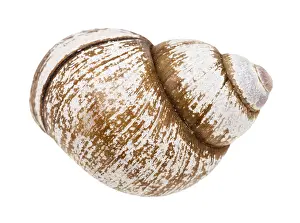 Lumache Stampe: Conchiglia di lumaca su sfondo bianco.