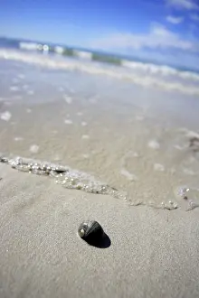 Close Up Snail Shell Stampe: Snailshell on the beach