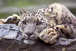 Wildlife Photography Animal Stampe: Snow Leopard In Captivity