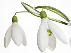 White Blossom Details Stampe: Snowdrops