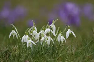Snowdrops In Bloom Stampe: Snowdrops, crocuses in the background