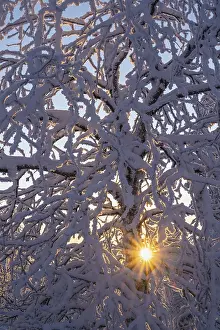 Scandinavian Winter Scene Stampe: Snowy birch tree against light