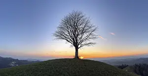 Hilly European Countryside Stampe: Solitaire lime tree on Drumlin