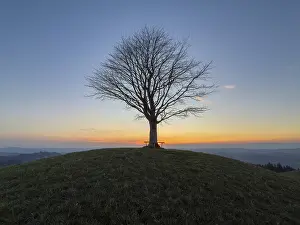 Stampe di Albero di limone da solo su Drumlin, tramonto, Vorder Arni, Sumiswald, Emmental, Berna, Svizzera Berna Stampe: Albero di limone solitario su Drumlin.