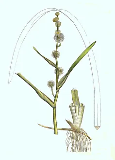 Deserted Landscape Artwork Stampe: Sparganium emersum, Sparganium simplex