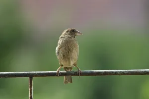 Oscine Songbirds Stampe: Sparrow
