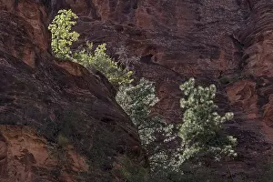Outdoor Travel Photography Stampe: Sparse vegetation on red sandstone cliffs