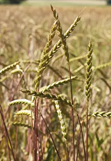 Spelt Grain Stampe: Spelt