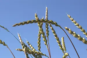 Agricultural Crop Nutrition Stampe: Spelt