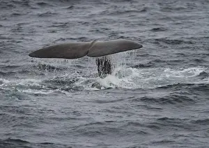 European Marine Animals Stampe: Sperm whale, Physeter macroxephalus