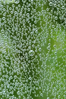 Green Field Stampe: Spider web