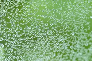Green Background Stampe: Spider web
