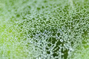 Green Background Image Stampe: Spider web