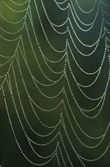 Water Droplets On Spider Web Stampe: Spider web with dewdrops