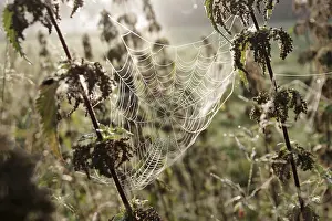 Spider Web Close Up Stampe: Spider web, threads, construction
