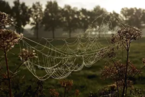 Deserted Construction Site Photos Stampe: Spider's web, Construction