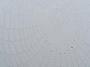 Immagini con data 31 maggio 2024: Spiders web dewdrops print near leibnitz